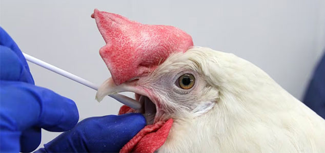 «چراغ سبز» ایران در سازمان جهانی بهداشت دام روشن شد